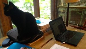 cat_on_desk.jpg.492x0_q85_crop-smart