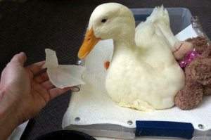 3d-printed-foot-helps-disabled-duck-walk-again