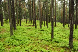 forest-23746234235.jpg.662x0_q100_crop-scale